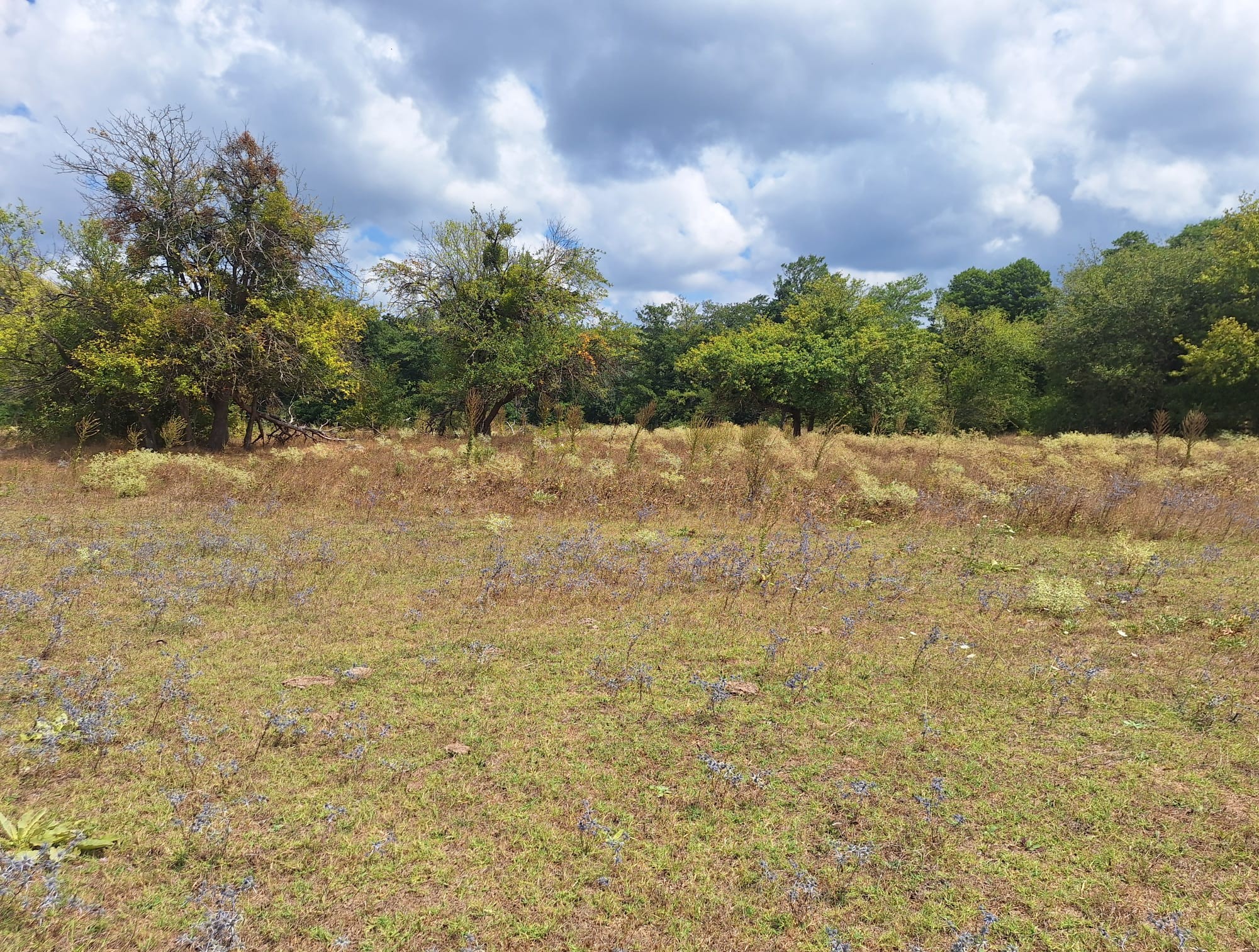 ÇATALCA BİNKILIÇ MACARTEPE'DE 635M2 YATIRIMLIK ARSA - 4